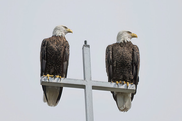DSC_4281-Edit-Edit-gigapixel-standard v2-2x