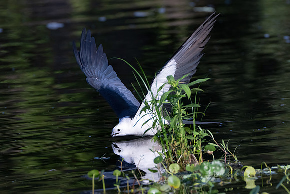 DSC_1837-Edit