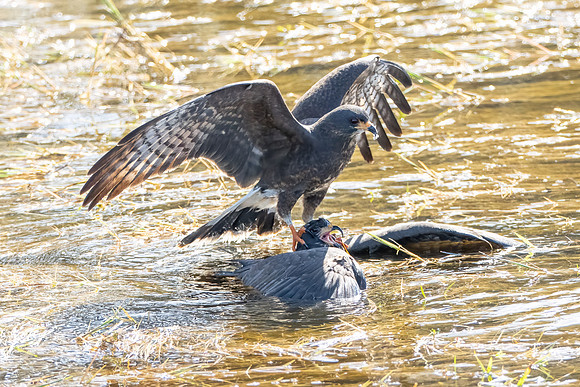 DSC_8842-Edit