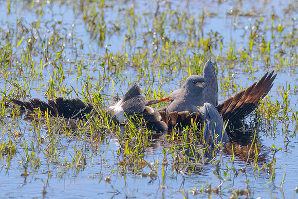 DSC_2995-Edit-Airboat-Photographers-PC