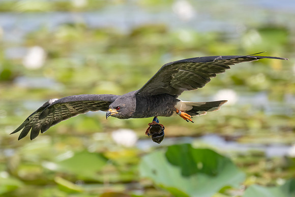 DSC_3064-Edit-Airboat-Photographers-PC